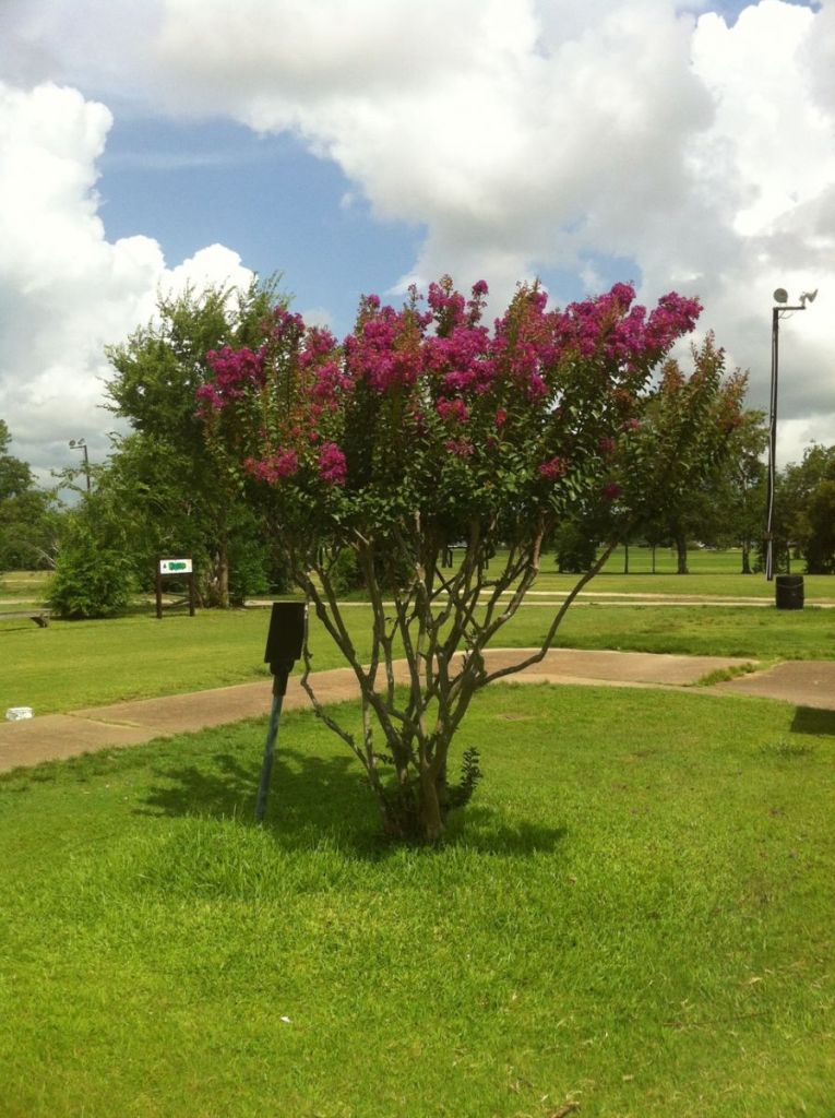 Course greens