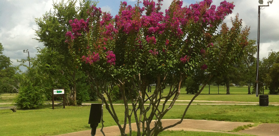 HOME FULL IMAGE OF FLOWERY TREE ON COURSE